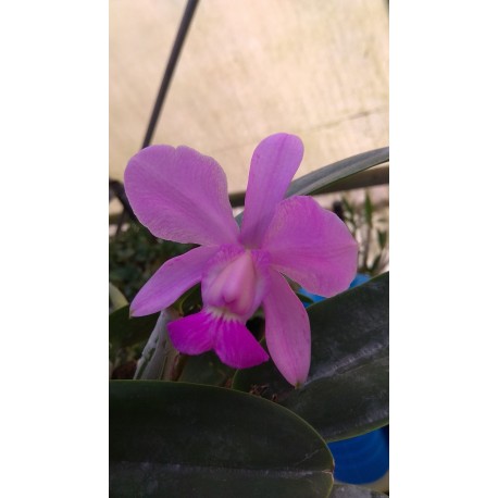 Cattleya walkeriana
