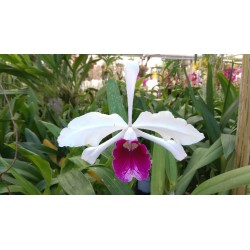 Laelia purpurata