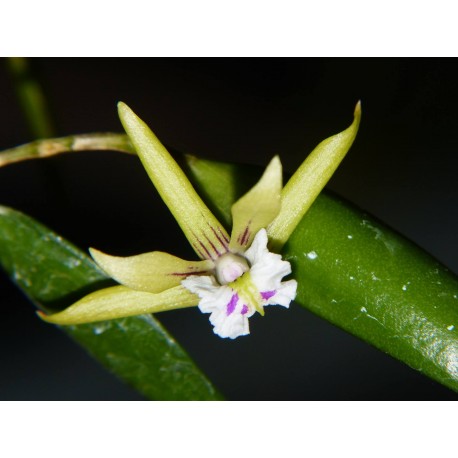 Dendrobium pugioniformis (Dockrillia)