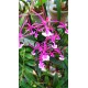 Epidendrum capricornu