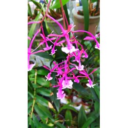 Epidendrum capricornu