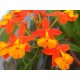 Epidendrum radicans