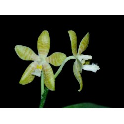 Phalaenopsis pallens