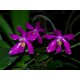Phalaenopsis pulchra