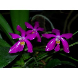 Phalaenopsis pulchra