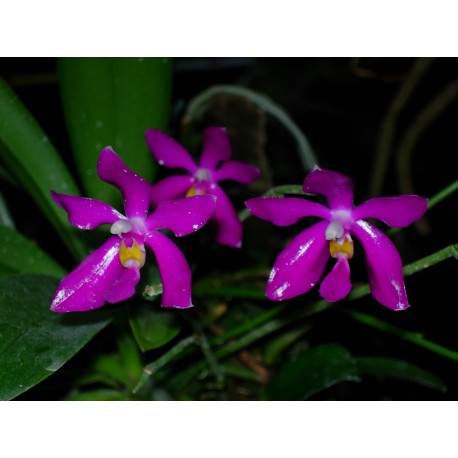Phalaenopsis pulchra