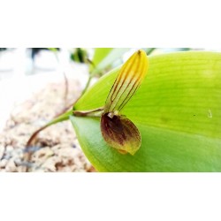 Pleurothallis saundersiana