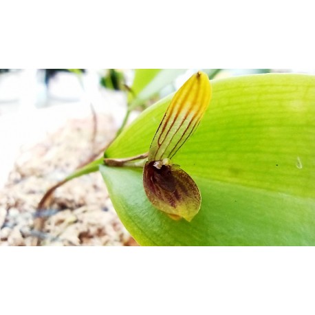 Pleurothallis saundersiana