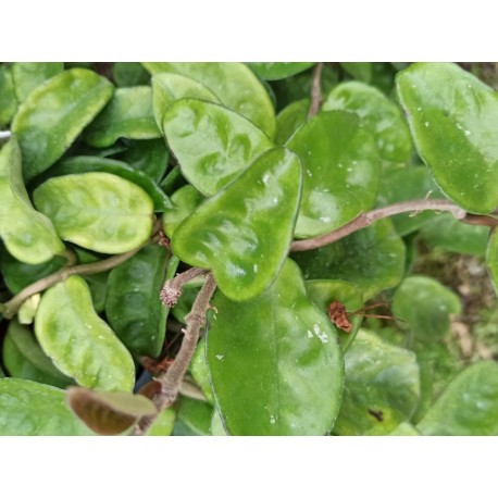 Hoya carnosa 'Krinkle 8'