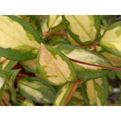 Hoya carnosa 'tricolor'