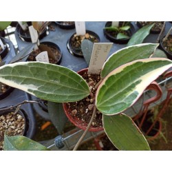 Hoya macrophylla var. albomarginata