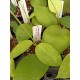 Hoya aldrichii IML