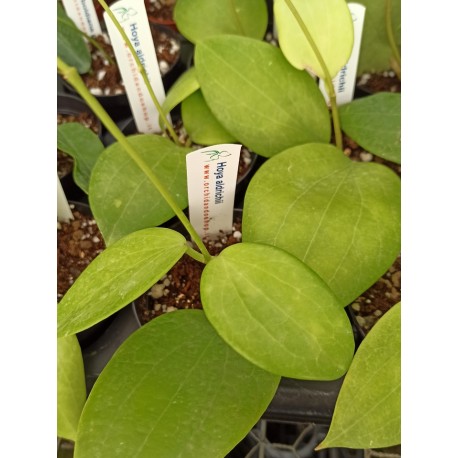 Hoya aldrichii IML