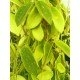 Hoya thomsonii