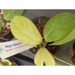 Hoya obscura