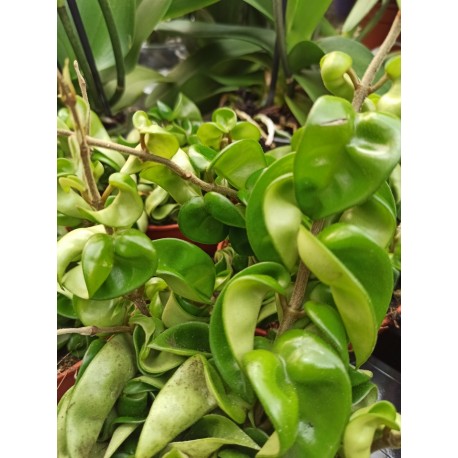 Hoya carnosa 'compacta'
