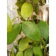 Hoya sp. RM-403