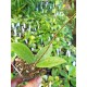 Hoya sp. RM-412b