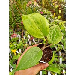 Hoya rigida