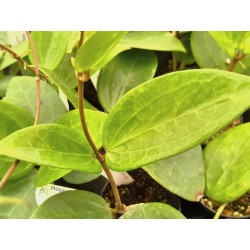 Hoya sp. Chiang Mai