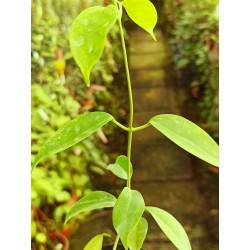 Hoya leytensis