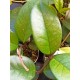 Hoya fungii