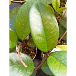 Hoya fungii