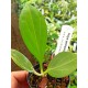 Hoya pachyclada