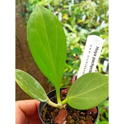 Hoya pachyclada