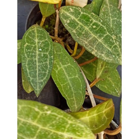 Hoya elliptica