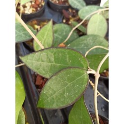 Hoya parasitica 'Black Margin'