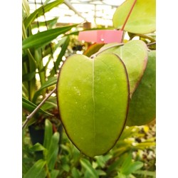 Hoya fuscomarginata