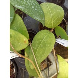 Hoya erythrostemma 'White'