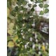 Dischidia ruscifolia