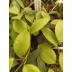 Hoya diptera