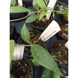 Hoya verticillata (ex sp. Bogor)