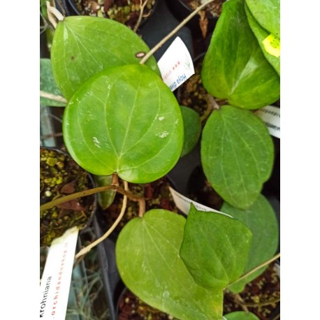 Hoya balaensis