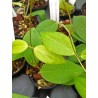 Hoya cutis-porcellana