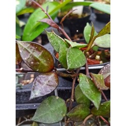 Hoya krohniana 'Black Leaves'