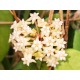 Hoya sp. Vietnam GPS-06262