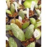 Hoya sigillatis 'Round Leaf'