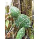 Hoya imbricata