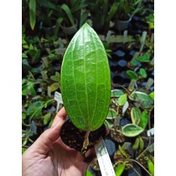 Hoya latifolia  (ex macrophylla)