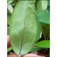 Hoya sp. Sulawesi n. 3