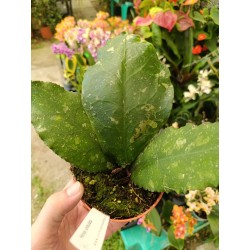 Hoya undulata