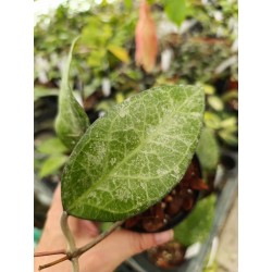 Hoya sp. Wayang 'Splash'
