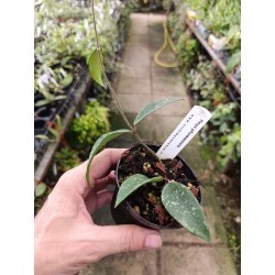 Hoya phuwaensis