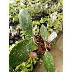 Hoya sp. aff. vitellina
