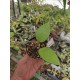 Hoya sp. Malang