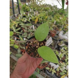 Hoya sp. Malang